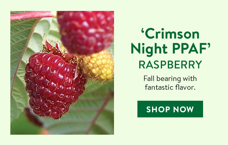 Crimson Night PPAF Raspberry Plant