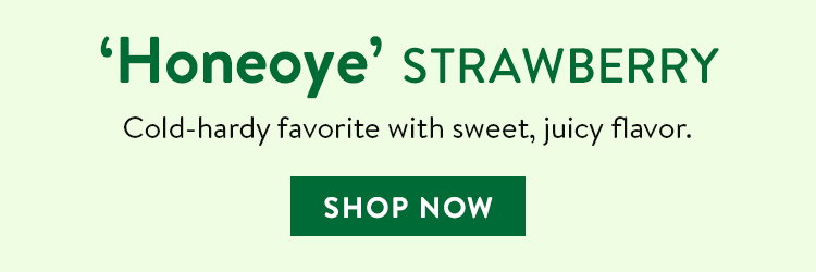 Honeoye Strawberry Bare Root