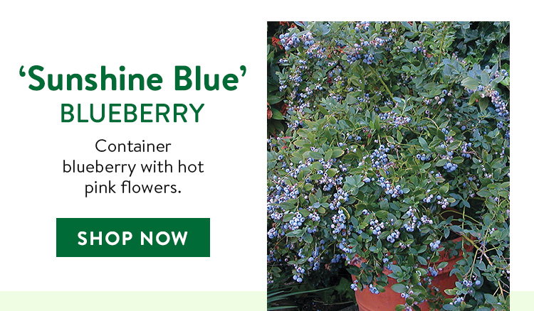 Sunshine Blue Blueberry Plant