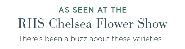 As seen at the RHS Chelsea Flower Show. There's been a buzz about these varieties. 