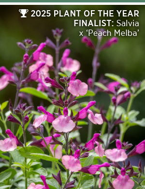 Salvia 'Peach Melba'