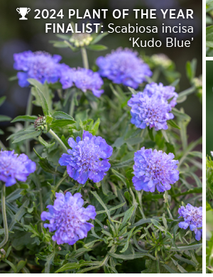 Scabiosa incisa ‘Kudo Blue'
