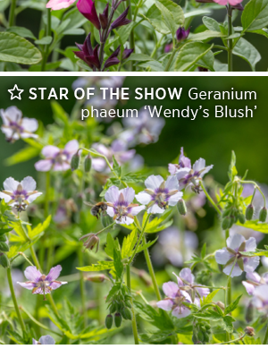 Geranium phaeum 'Wendy's Blush'