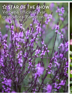 Star of the show. Verbena officinalis var. grandiflora 'Bampton'