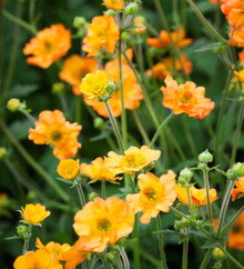 Geum 'Totally Tangerine'