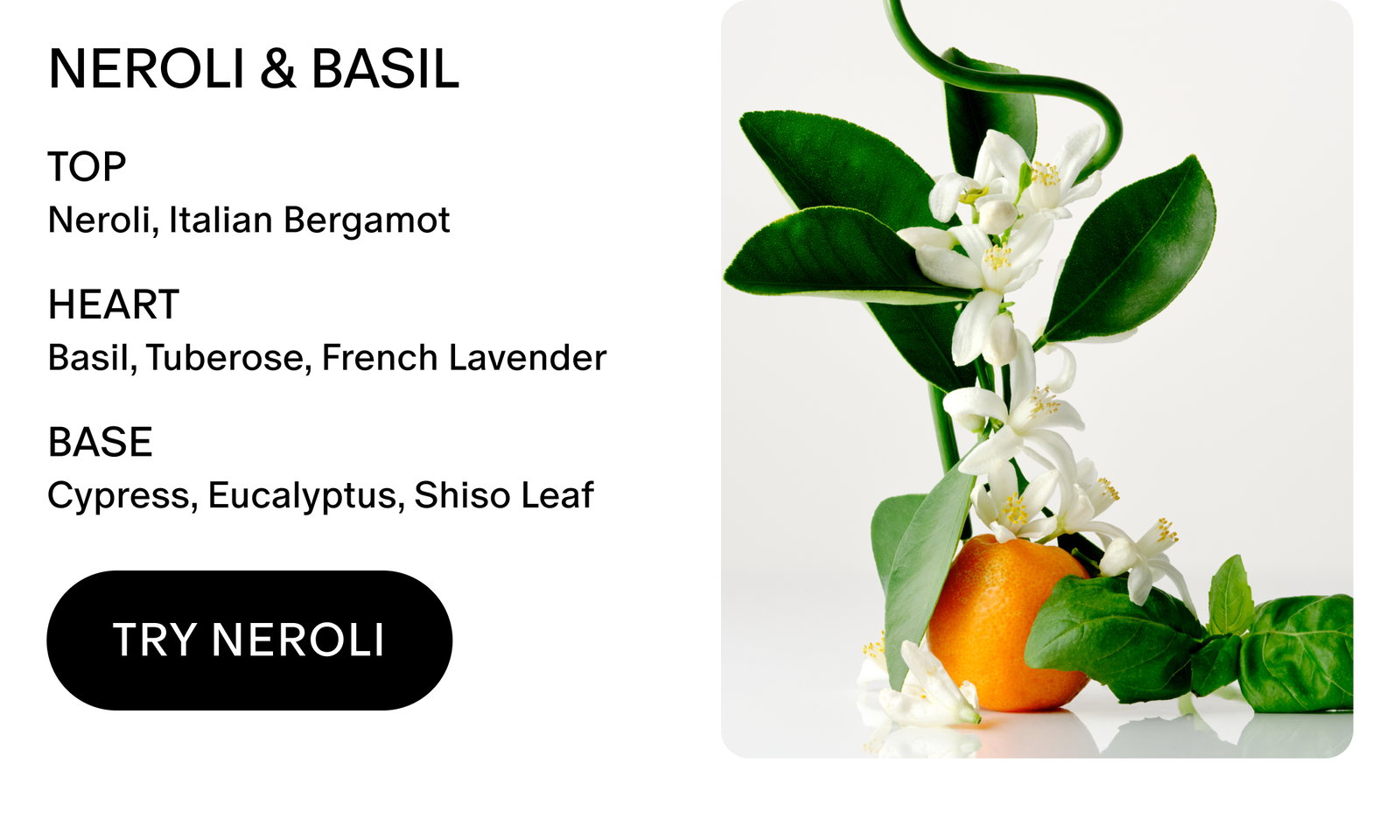 NEROLI & BASIL scent notes