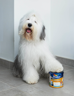 Dulux Dog 65th Anniversary
