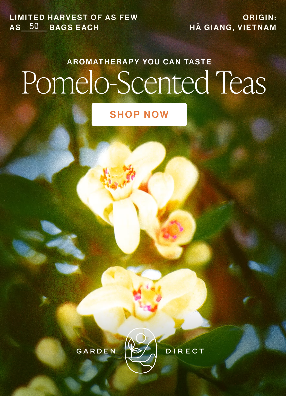 Aromatherapy You Can Taste | Pomelo-Scented Teas | SHOP NOW