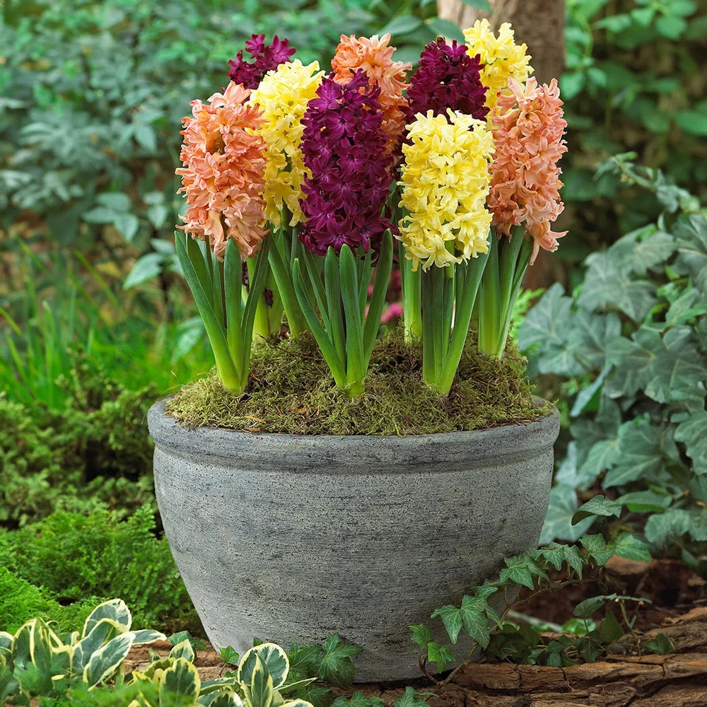 Redolent Riches Hyacinth Blend