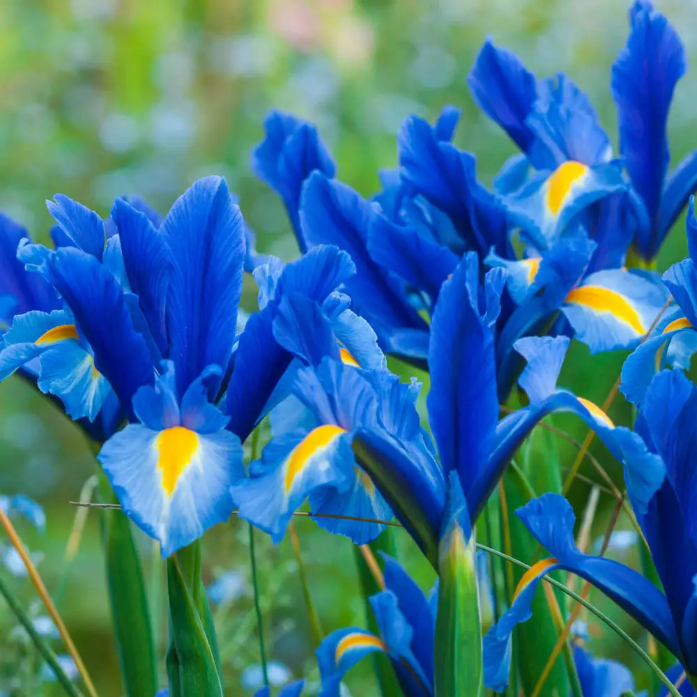 Dutch Iris Sapphire Beauty