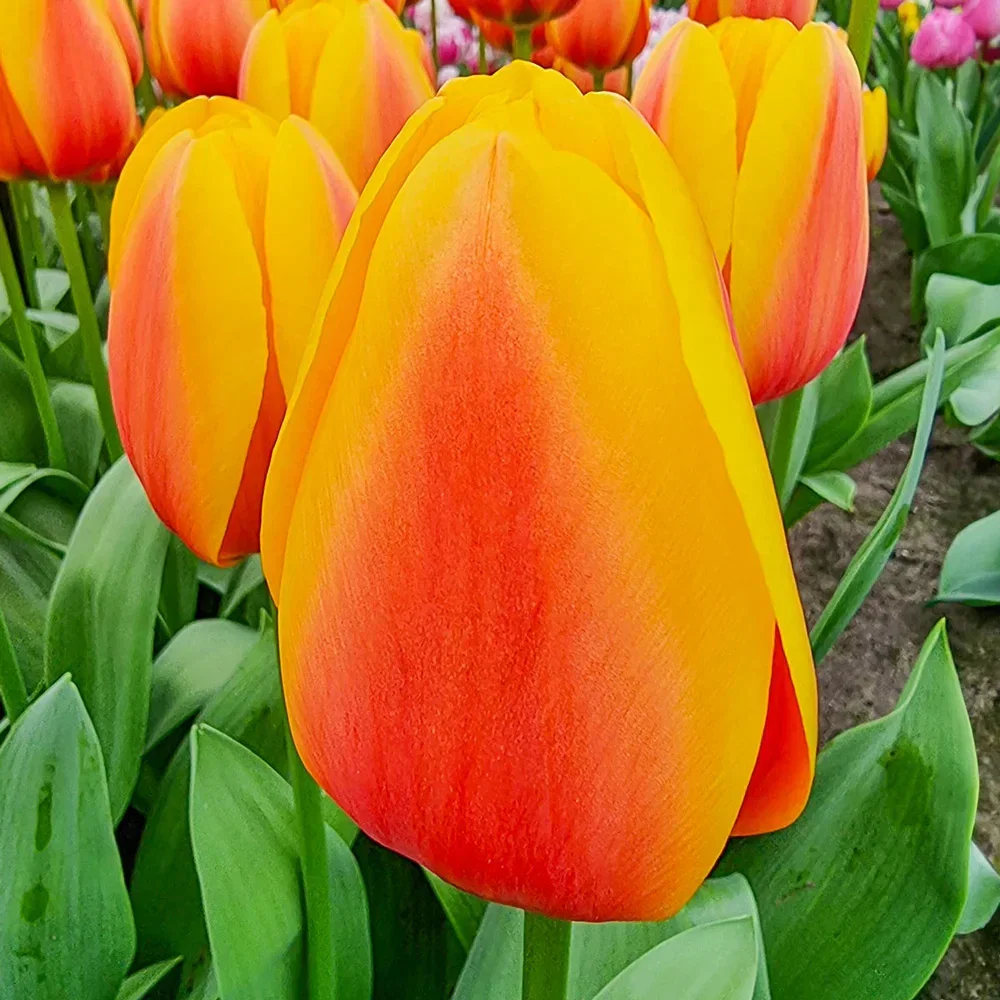 Darwin Hybrid Tulip World Peace