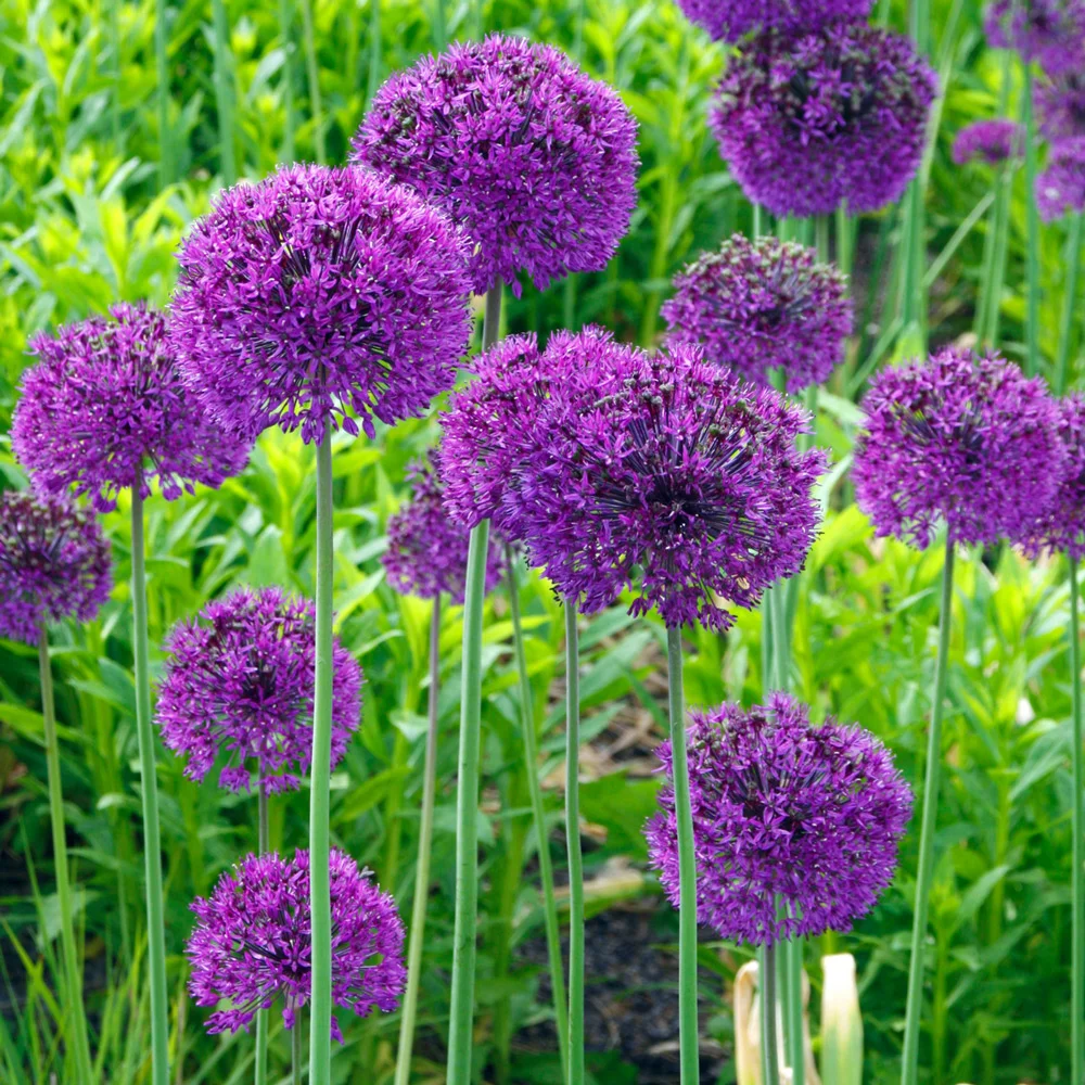Allium aflatunense Purple Sensation