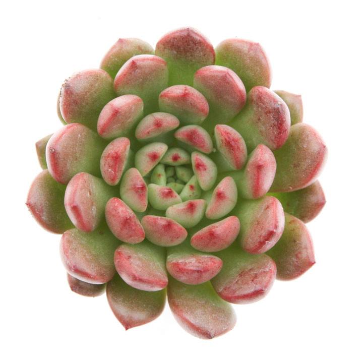 Image of Graptoveria 'Bashful'