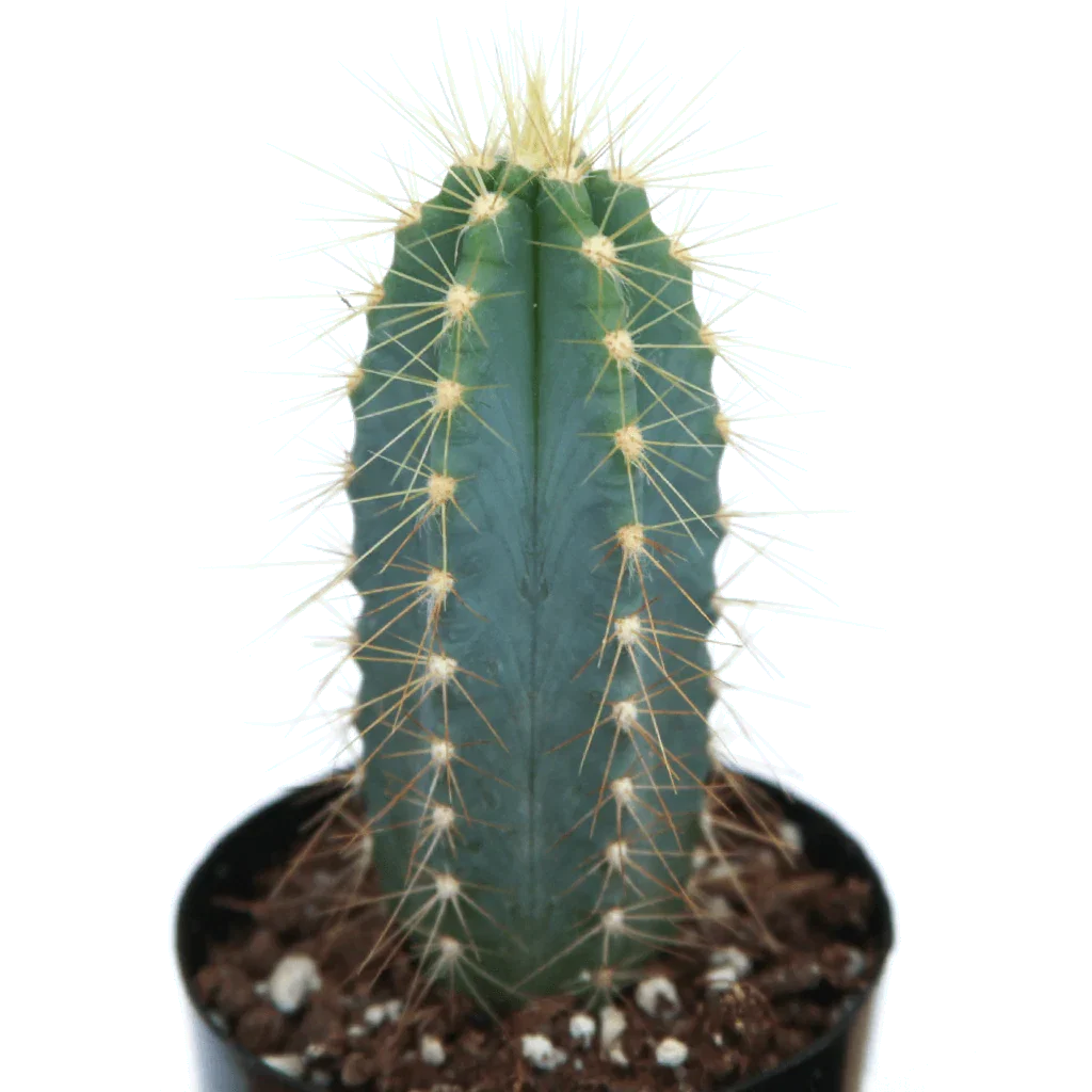 Image of Pilosocereus pachycladus 'Blue Torch Cactus'