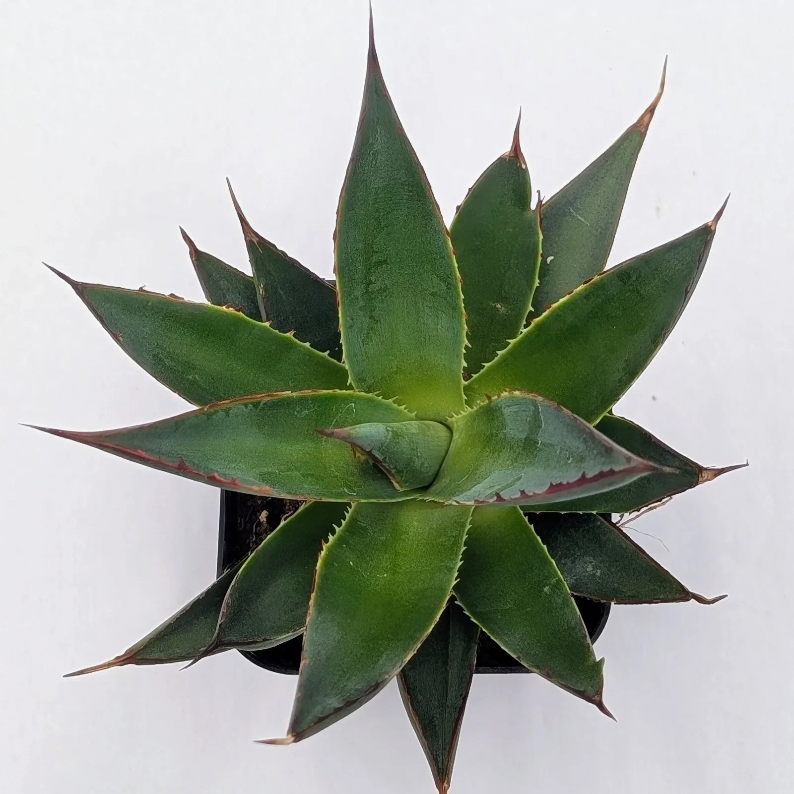 Image of Agave 'Blue Glow'