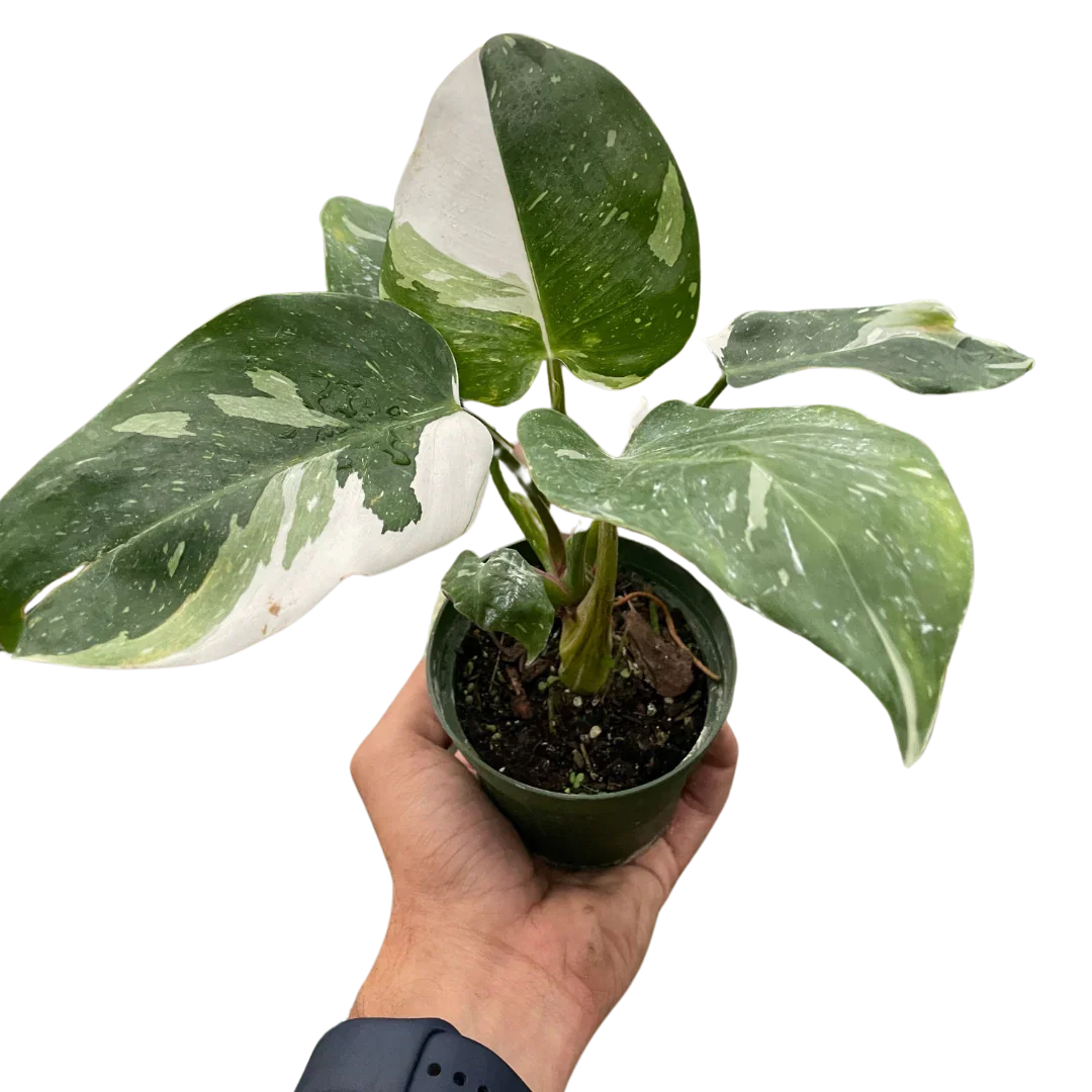 Image of Philodendron 'White Princess'