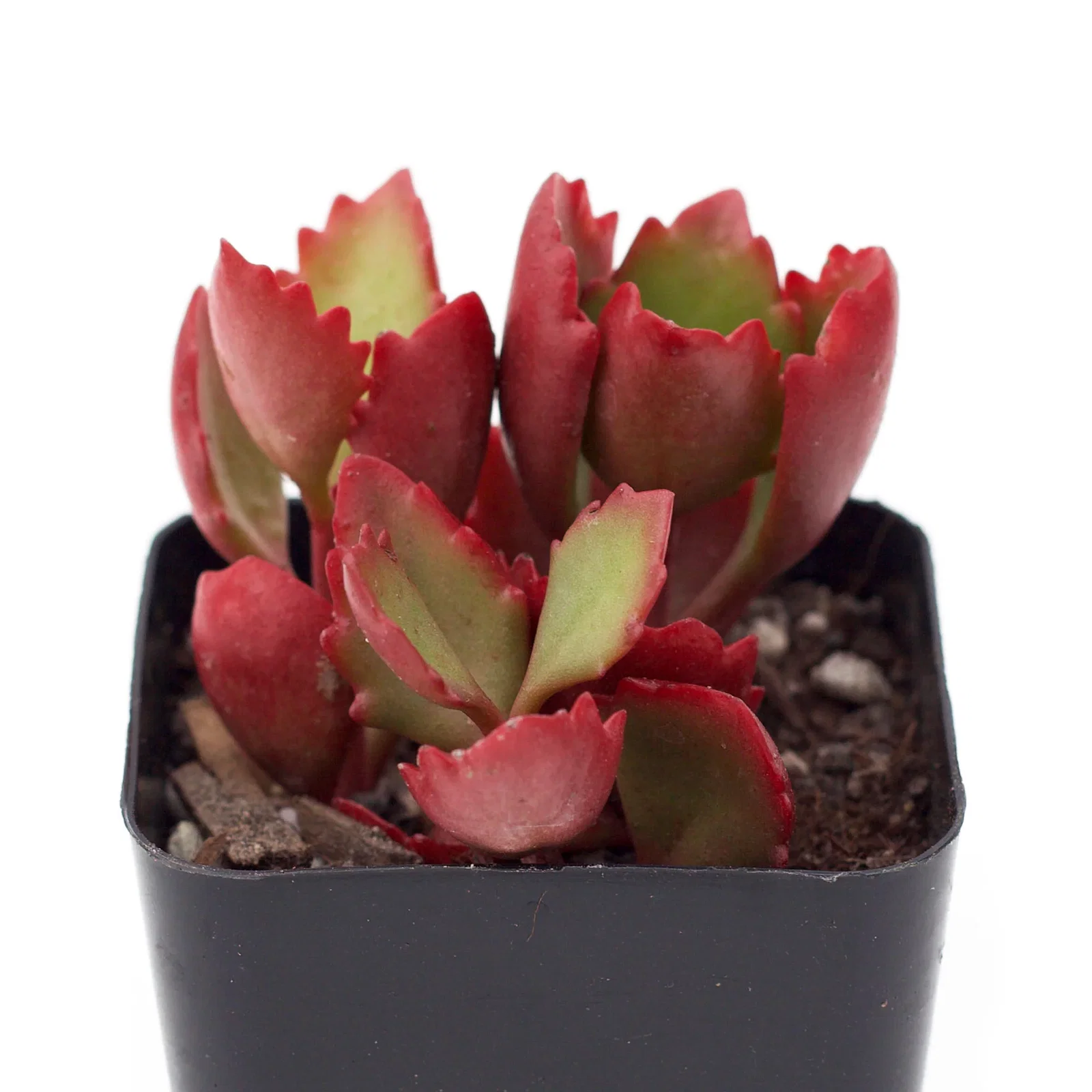 Image of Kalanchoe sexangularis