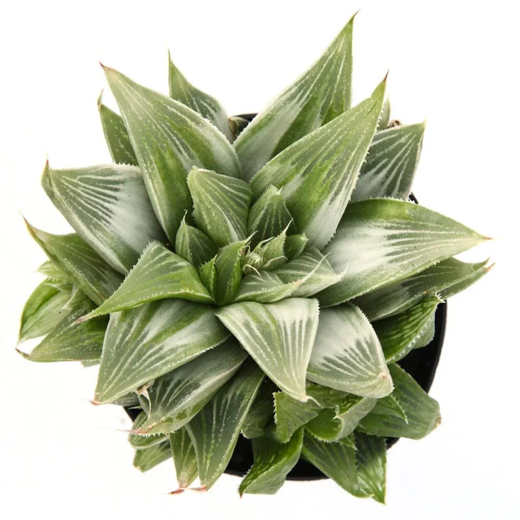 Image of Haworthia retusa 'White Ghost'