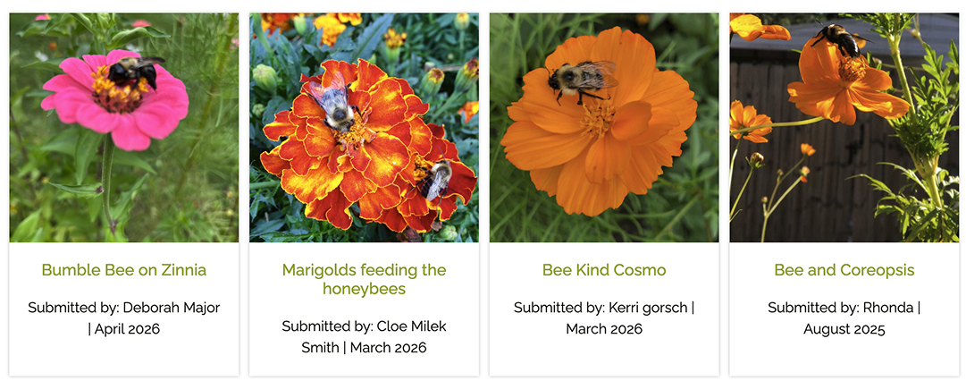 Grid of 4 customer bee photos
