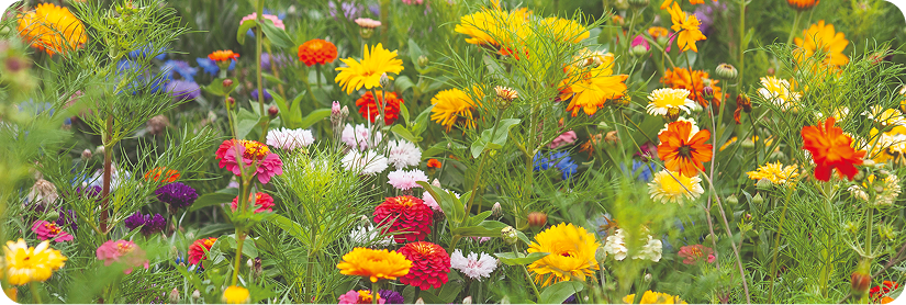 Brightly colored wildflowers