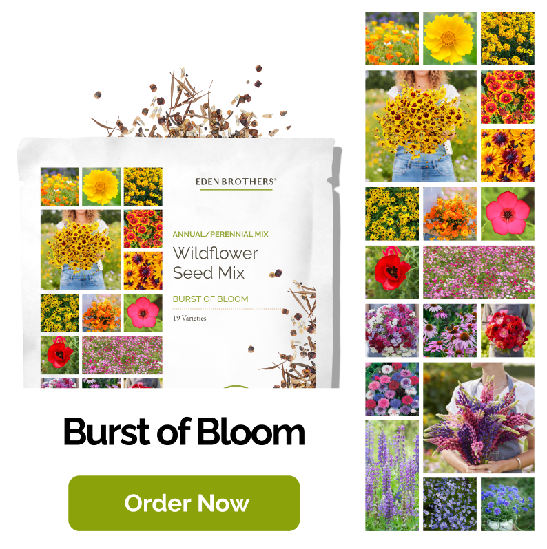 Burst of Bloom Wildflower Seed Mix ; view of packet with seeds coming out of top and a grid of photos of the flowers included