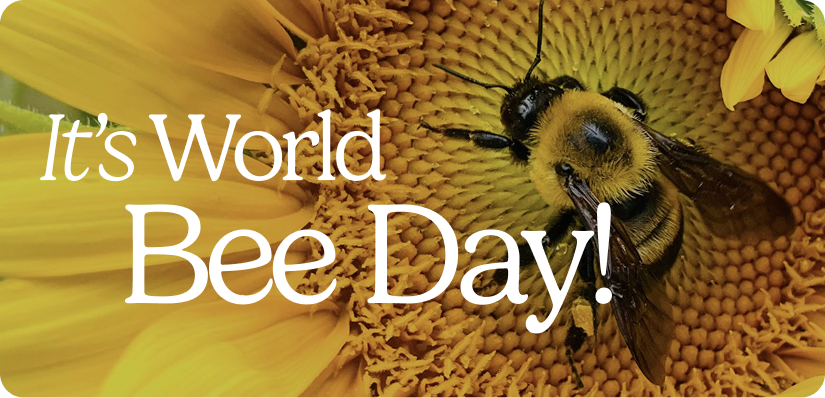 It's World Bee Day!