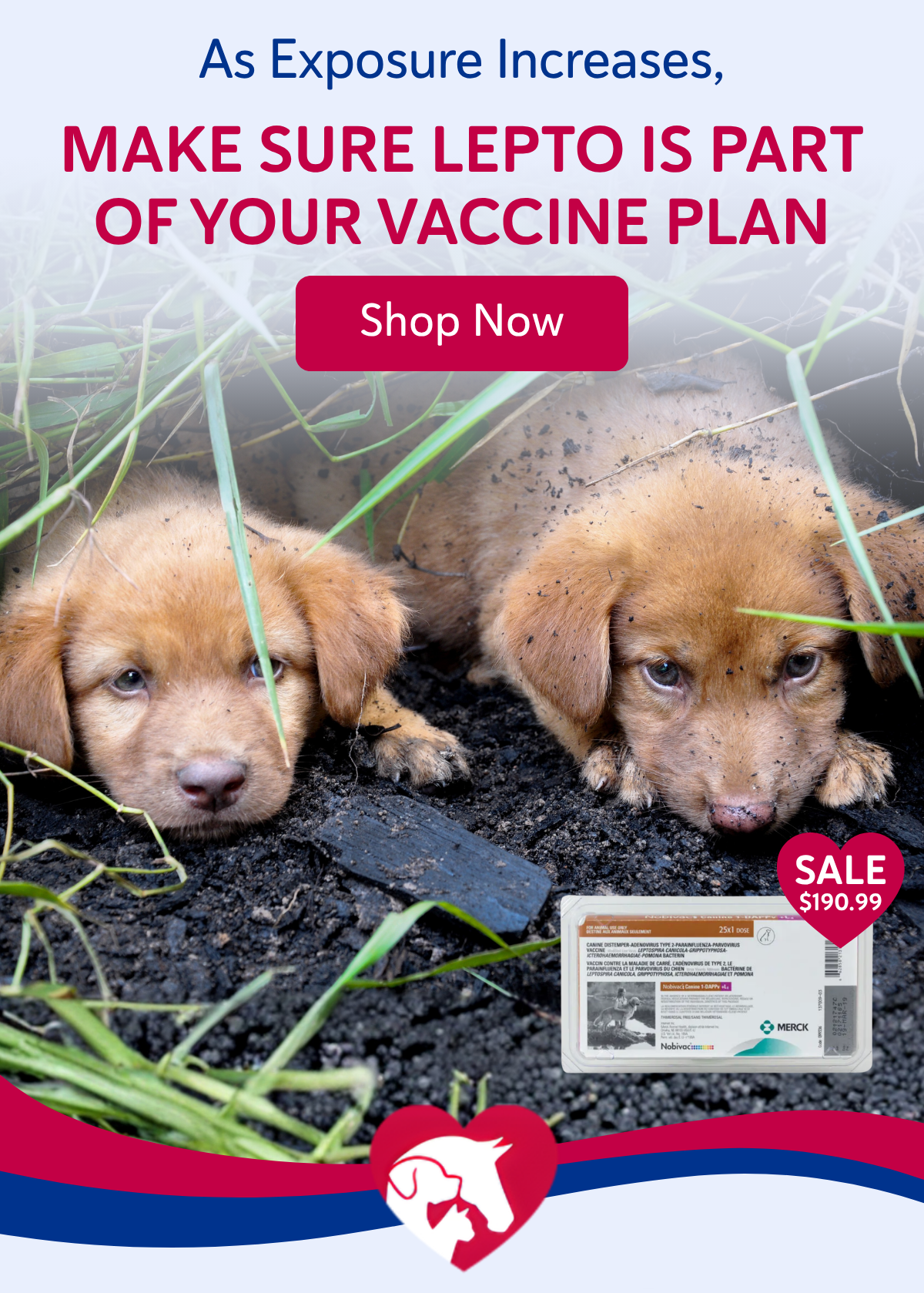 As exposure increases, make sure lepto is part of your vaccine plan