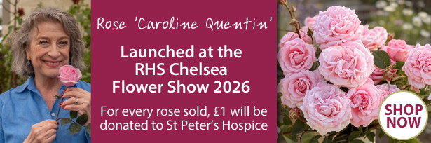 Rose 'Caroline Quentin'