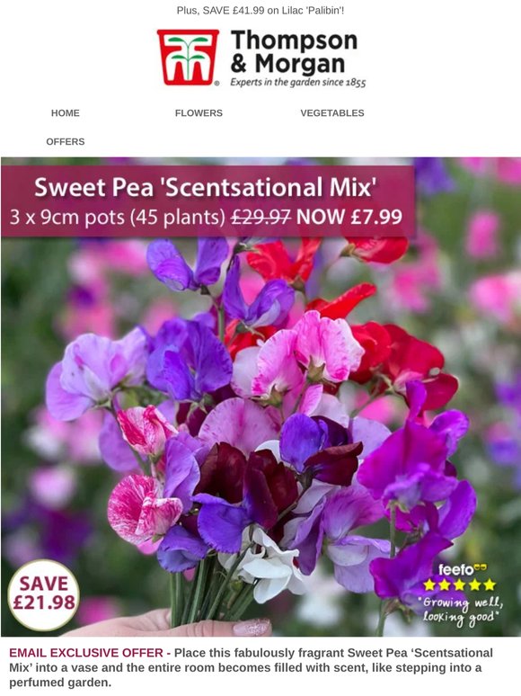 45 Sweet Pea Plants NOW £7.99!