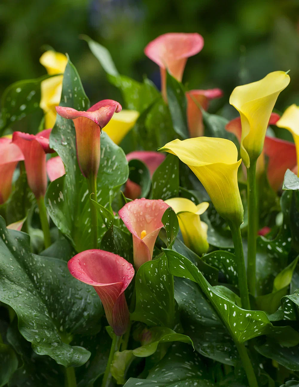 Image of Mixed Calla Lilies - 9 tubers