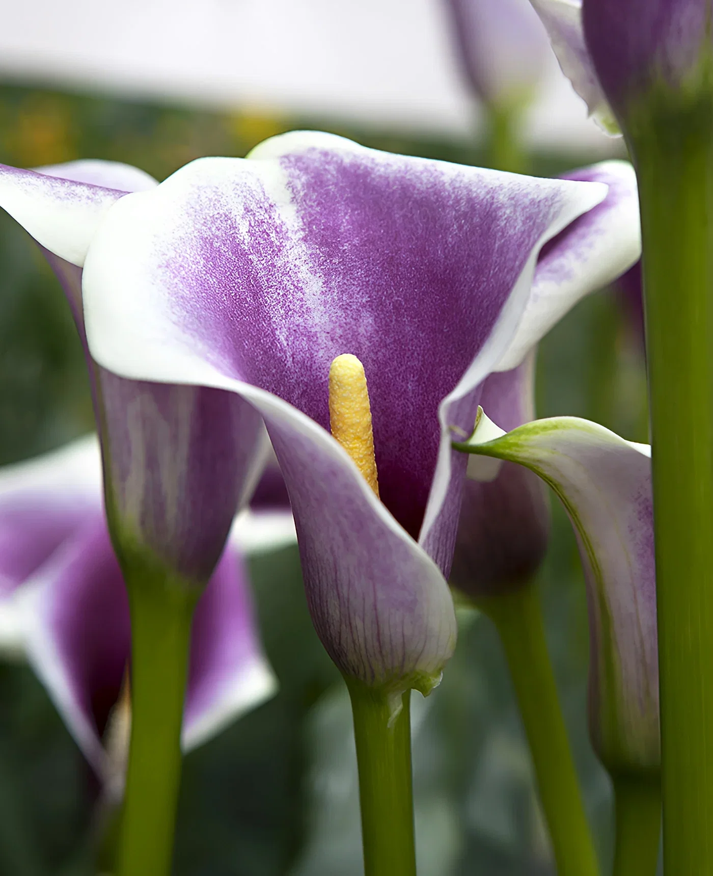 Image of Picasso Calla Lily® - 3 tubers
