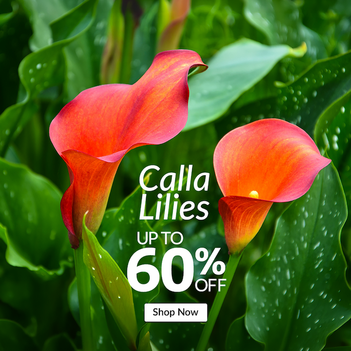 Calla Lilies: Up to 60% off