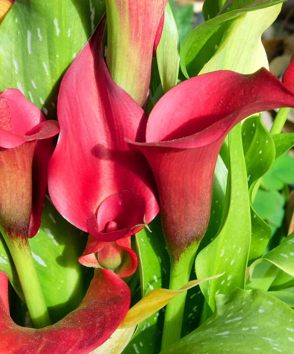 Image of Red Alert Calla Lily - 3 tubers