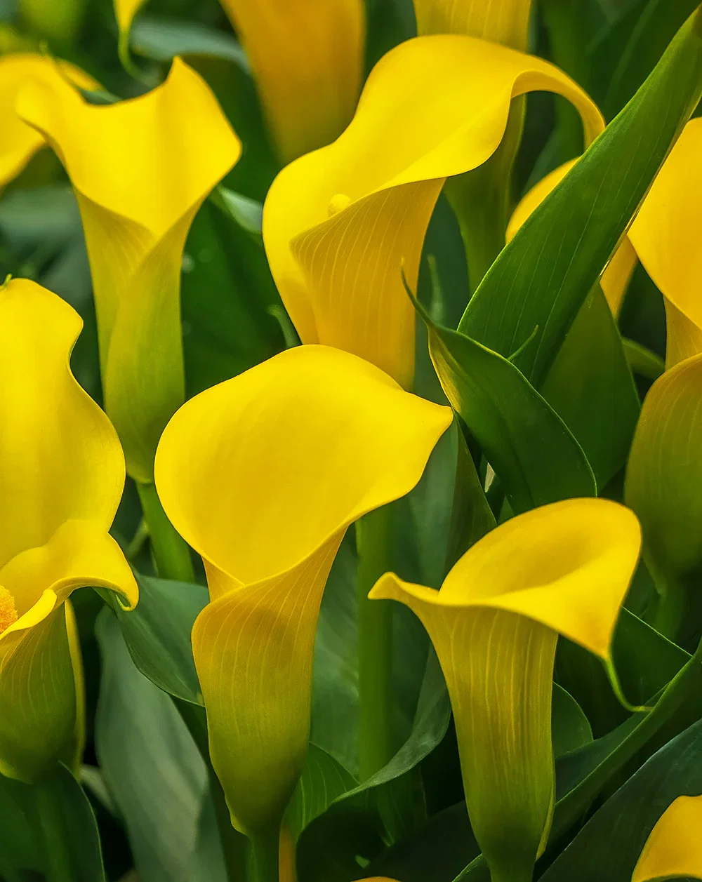 Image of Sun Club Calla Lily® - 3 tubers
