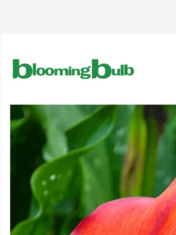 Plant Calla Lilies & Save Up to 60% Today