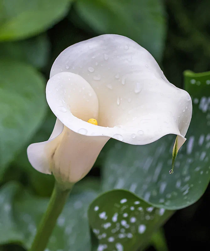 Image of Albo Maculata Calla Lily - 3 tubers