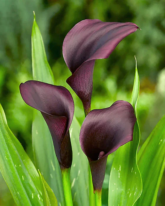 Image of Odessa Calla Lily - 3 tubers