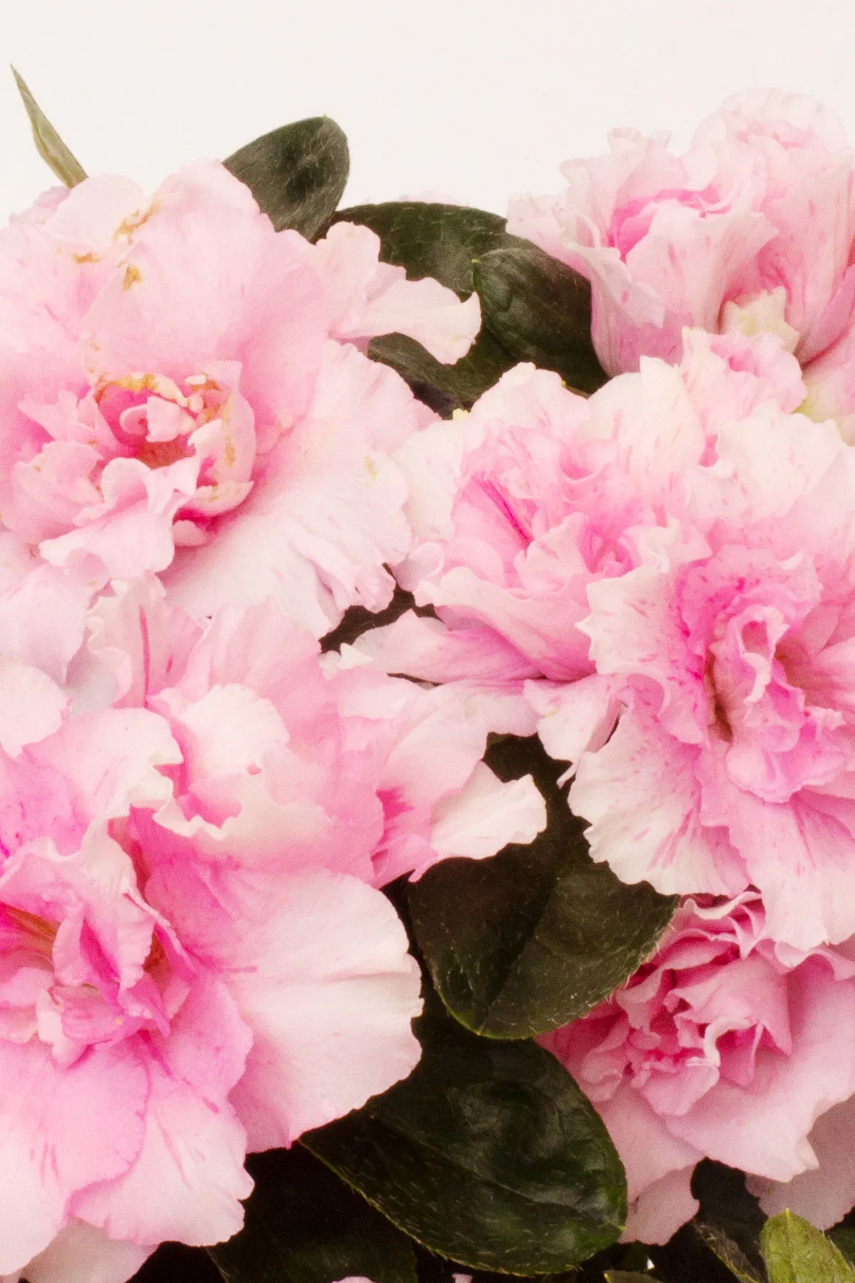 Image of Azalea Rosa