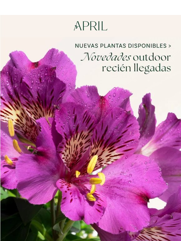 NOVEDADES 🌸 Plantas llenas de color