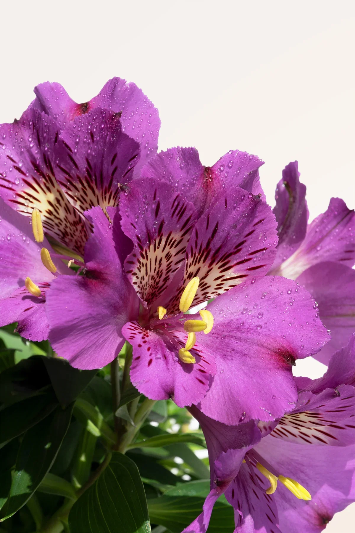 Image of Alstroemeria Violeta