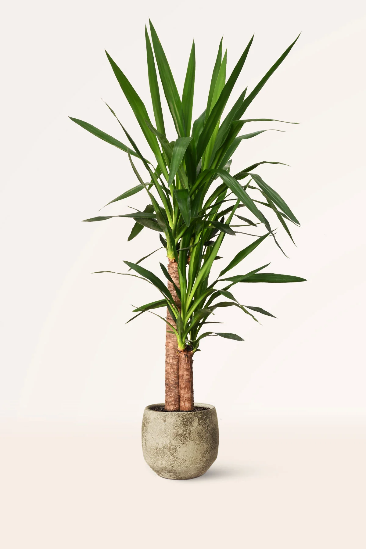 Image of Yucca Elephantipes