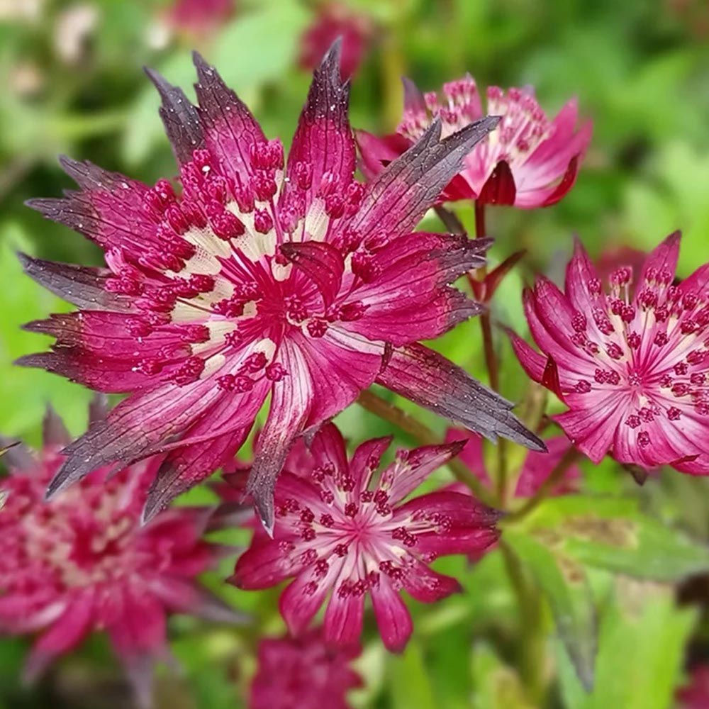 Photinia 'Red Robin'