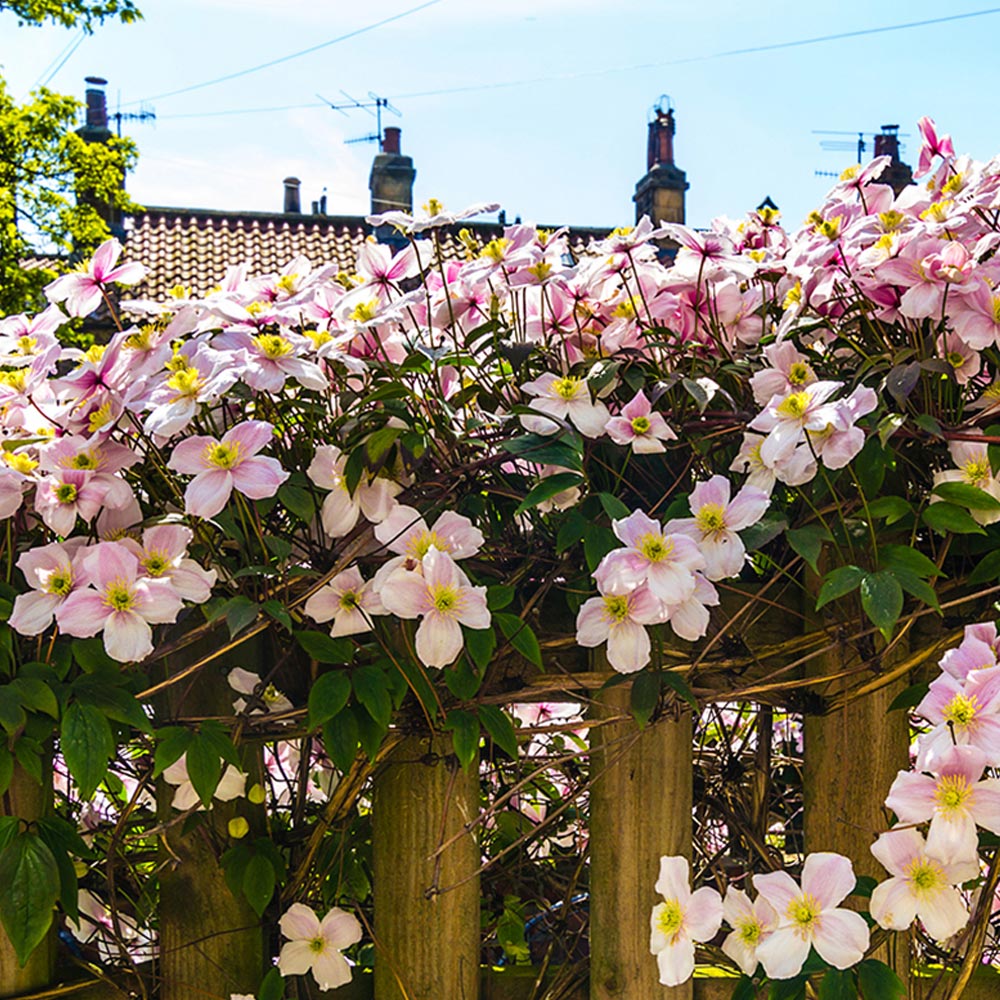 Lavatera 'Barnsley Baby'
