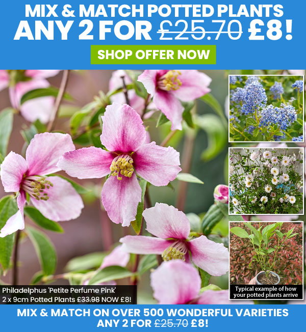 Potted Perennials, Shrubs & Climbers