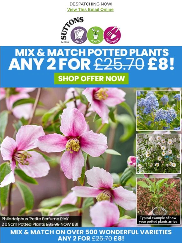 ANY 2 for £8 on Potted Perennials, Shrubs & Climbers!