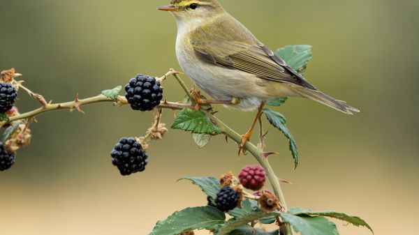Connaissez-vous la réponse à ces 8 idées reçues sur les oiseaux?