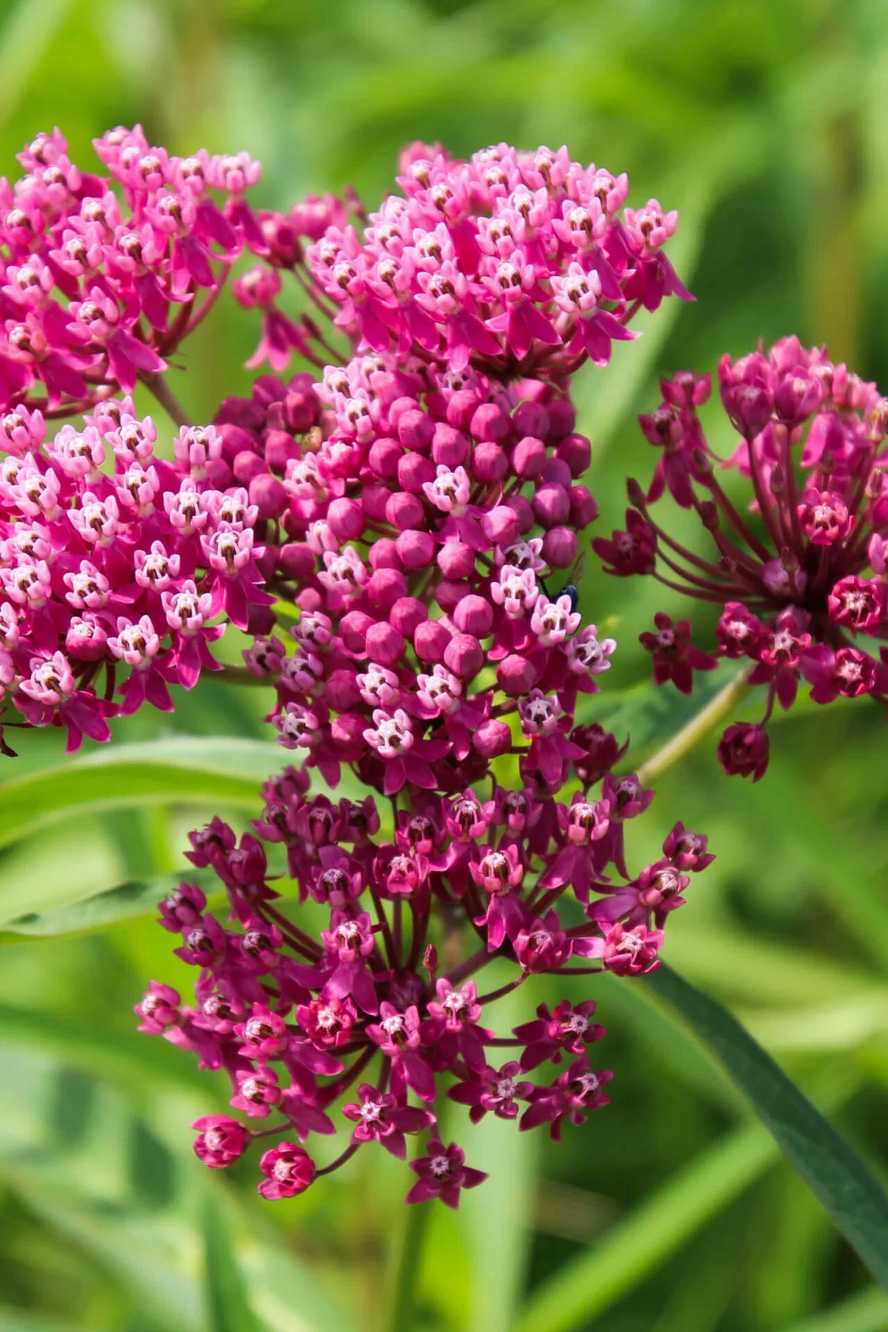 Image of Milkweed Plant