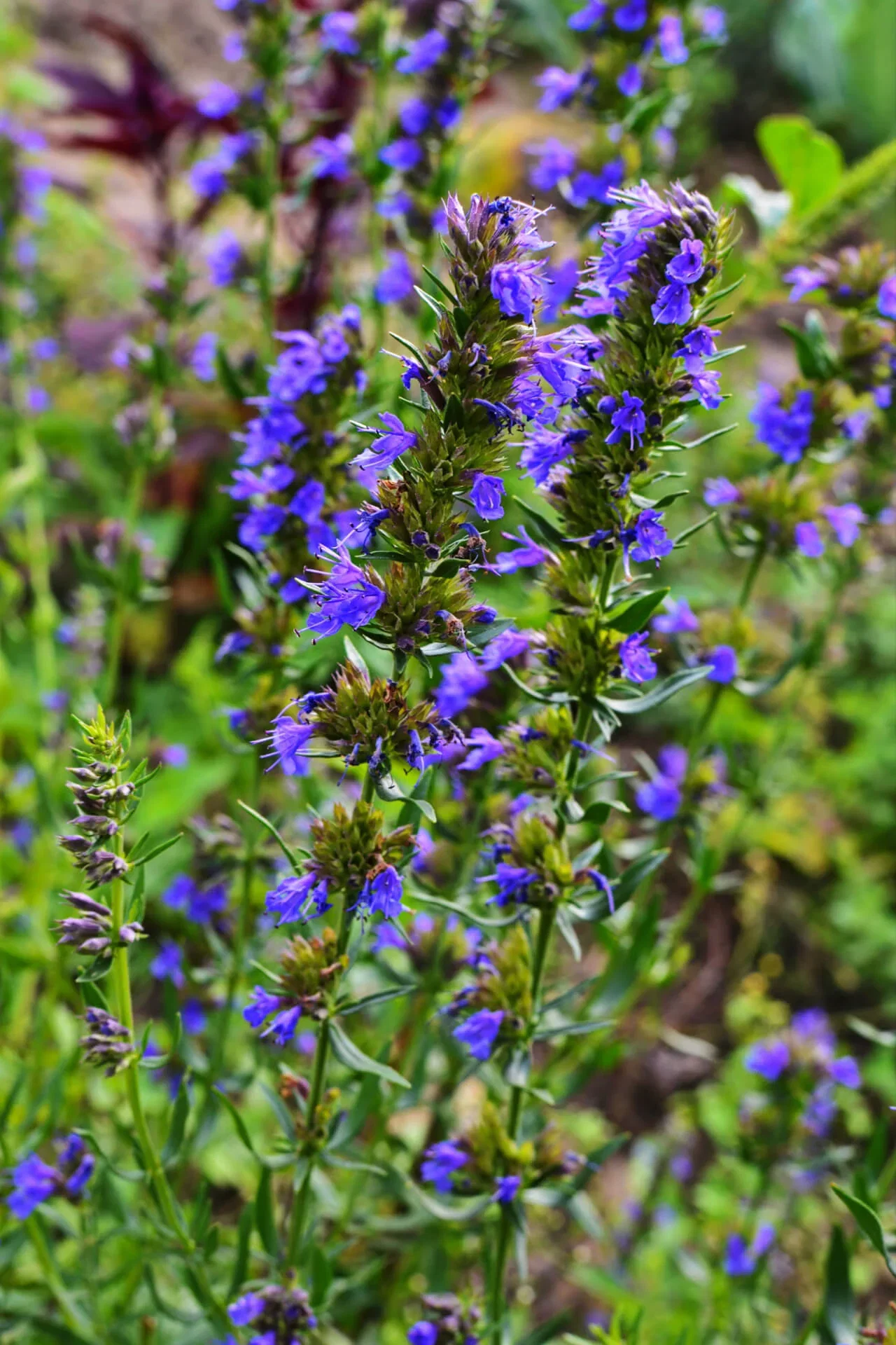 Image of Great Blue Lobelia Plant
