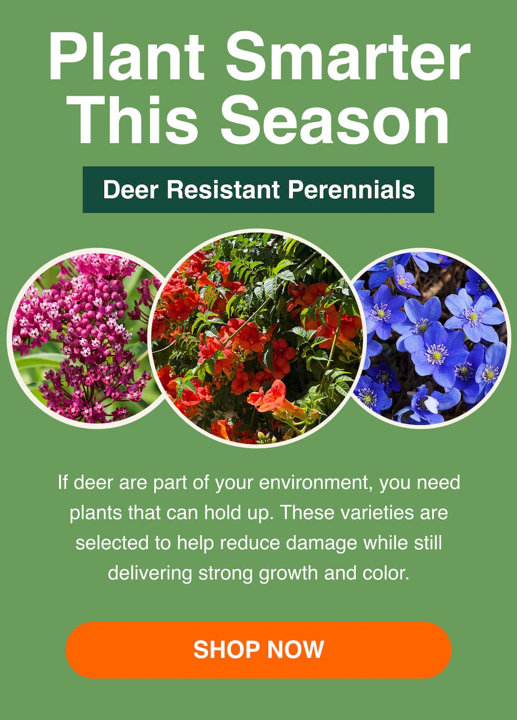 Deer-resistant perennials
