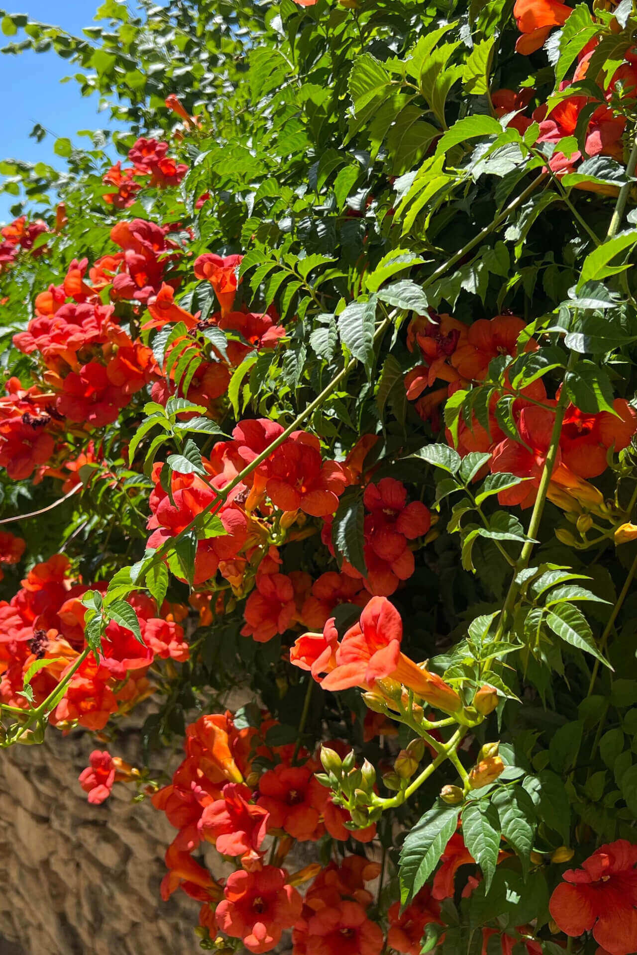Image of Trumpet Vine | Hummingbird Vine
